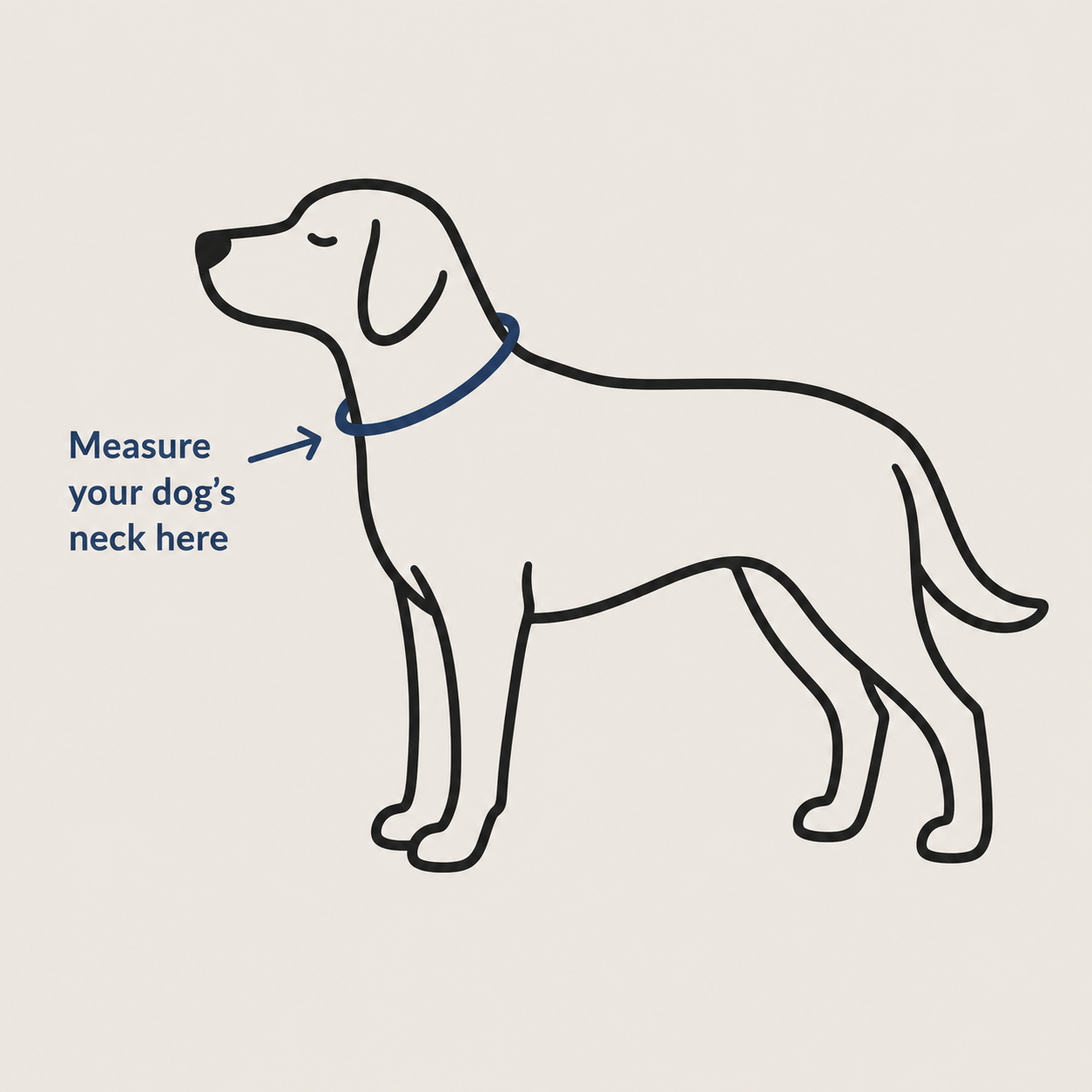 Diagram showing where around a dog’s neck to measure for a collar